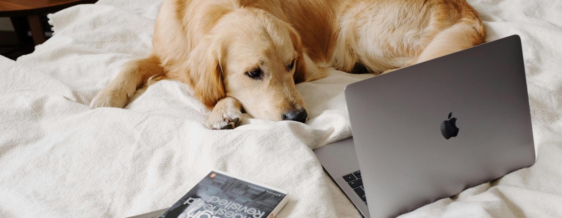 a dog laying on a bed with a laptop